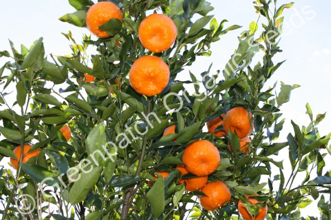 Mandarin Thorny Plant