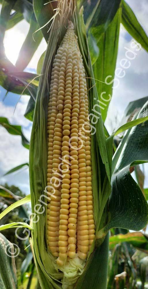 Corn Maize - Manning Pride