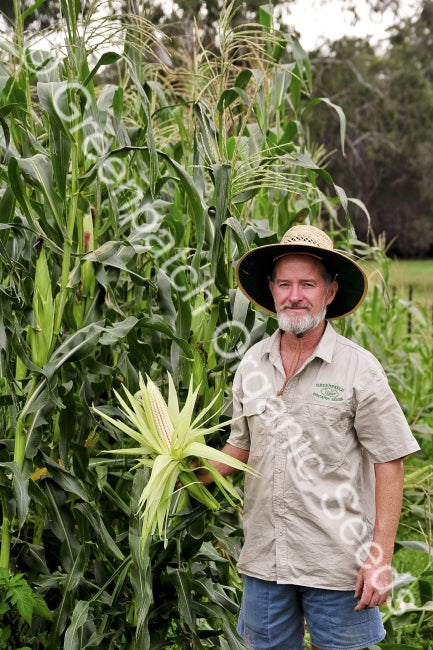 Corn Maize - Manning White