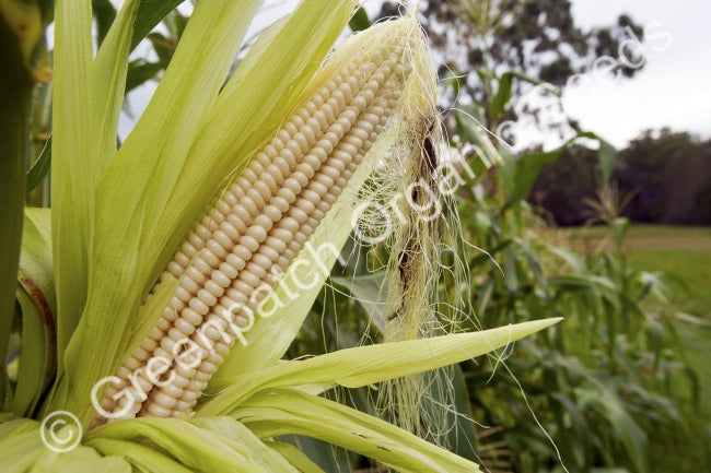 Corn Maize - Manning White