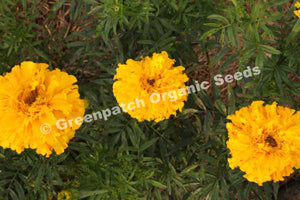 Marigold - Crackerjack