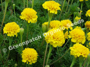 Marigold Seed