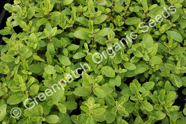 Marjoram Plant
