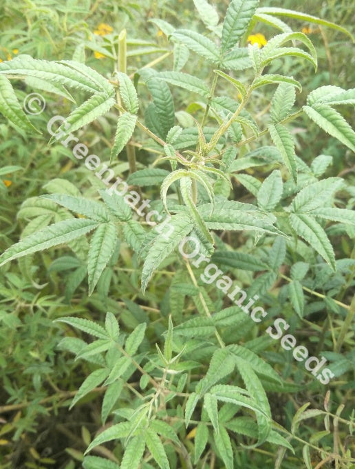 Mexican Marigold Plant
