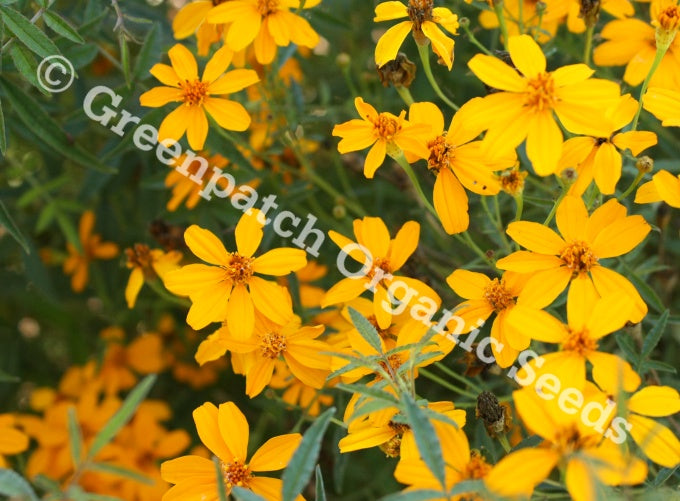 Mexican Marigold Plant