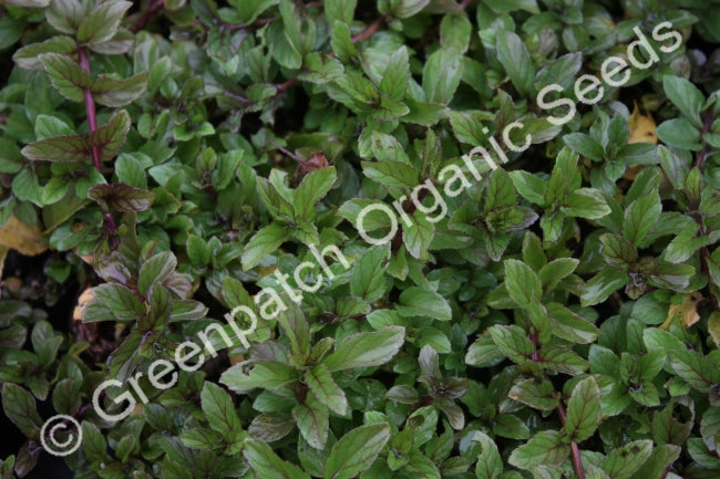 Mint - Chocolate Plant