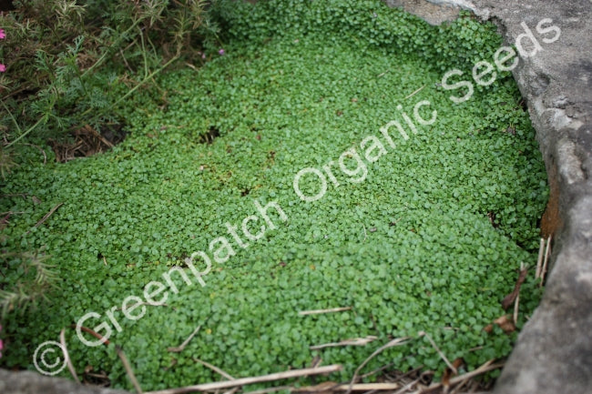 Mint - Corsican Plant