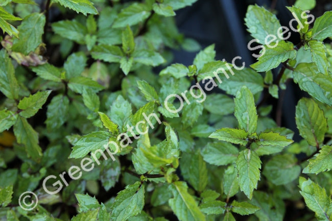 Mint - Ginger Plant