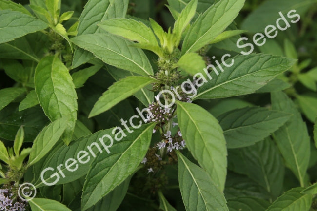 Mint - Menthol Plant