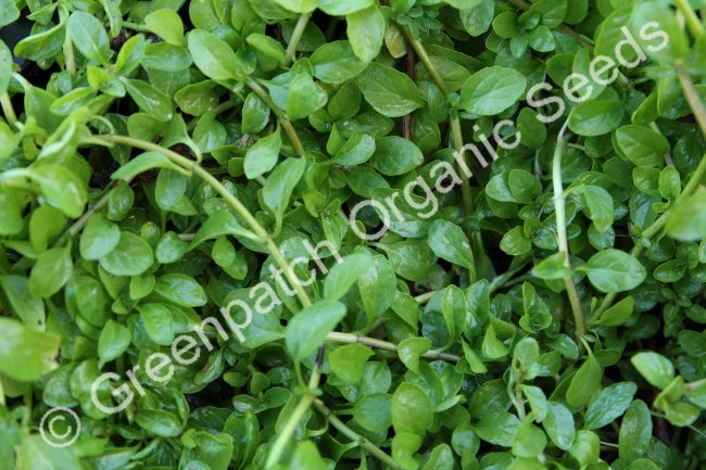 Mint - Pennyroyal Plant