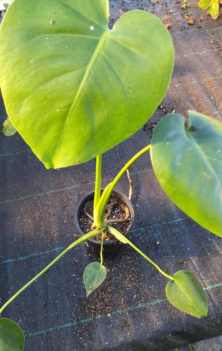 Monstera Deliciosa (Fruit Salad Plant)