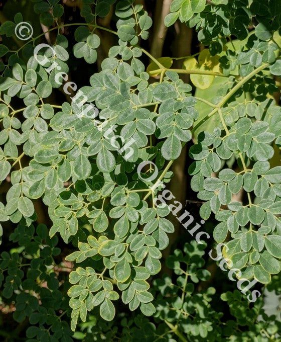Moringa Plants