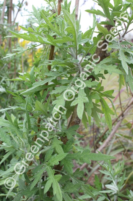 Mugwort Plant