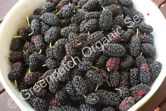 Mulberry Black Plant
