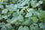Mungbean Green Manure Mix