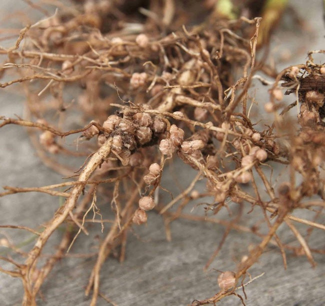 Legume Inoculant