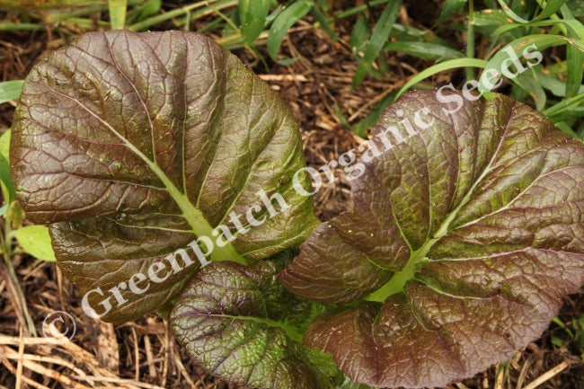 Mustard - Osaka Purple