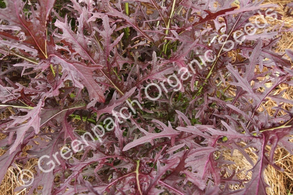Ruby Streaks Mustard Seed - Greenpatch Organic Seeds
