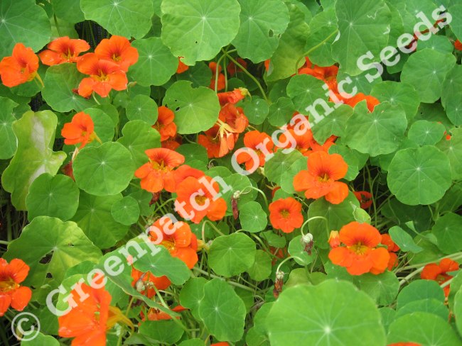 Nasturium Seeds