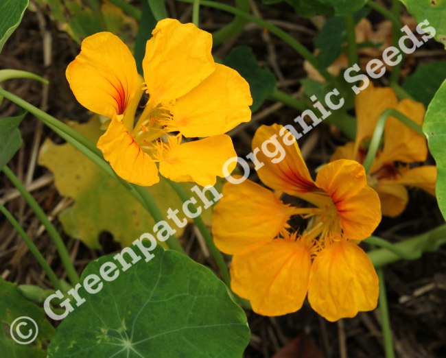 Nasturtium