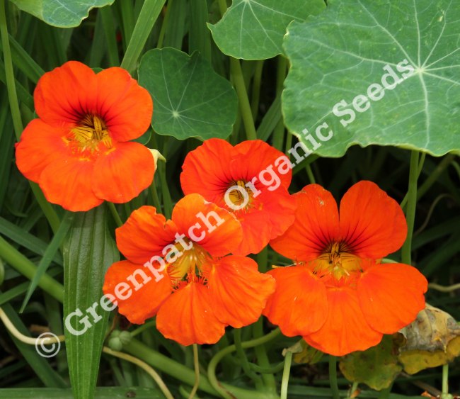 Nasturtium