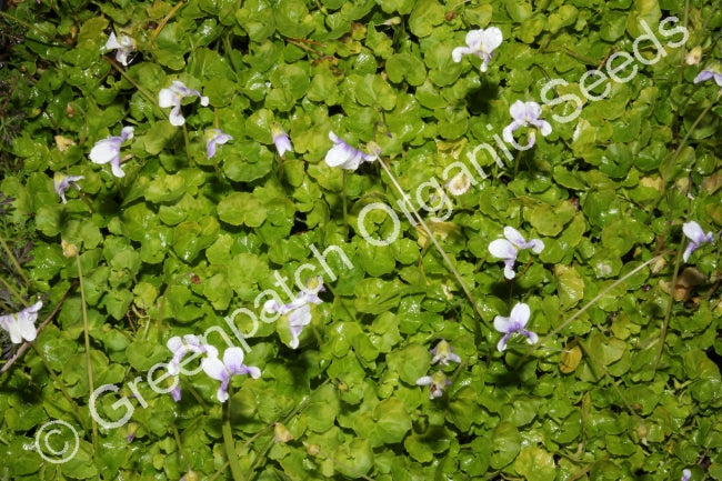 Violet - Native Plant