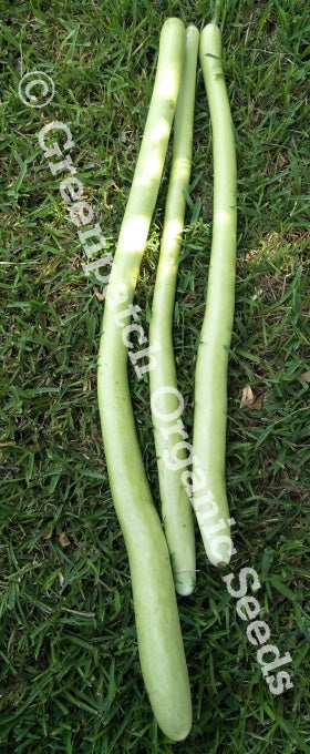 Gourd Seed