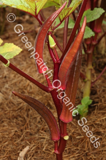 Okra - Burgundy