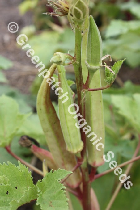 Okra - Clemsons Spineless
