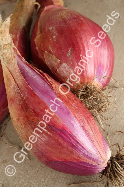 Onion - Long Tropea Red