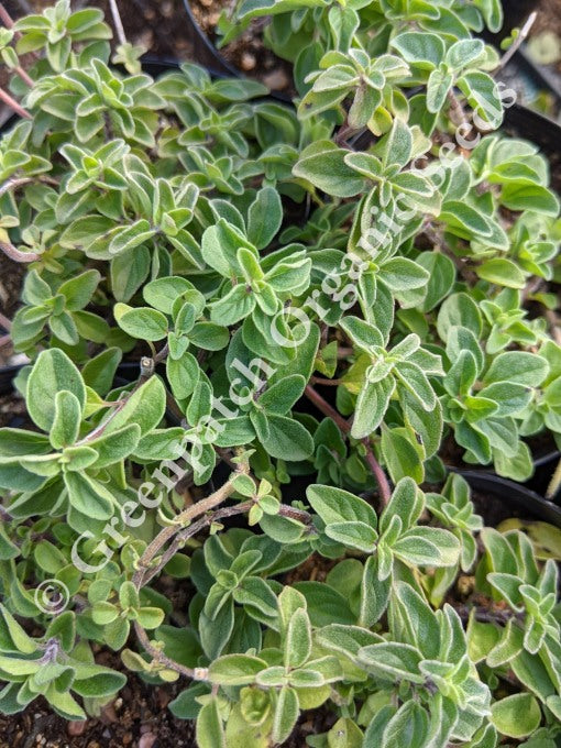 Oregano - Sicilian Plant