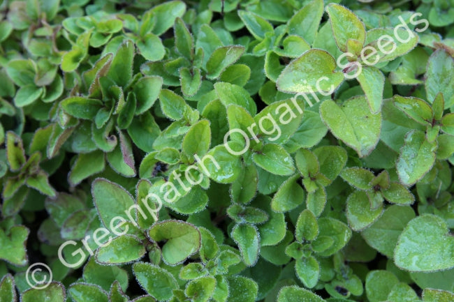 Oregano - Common