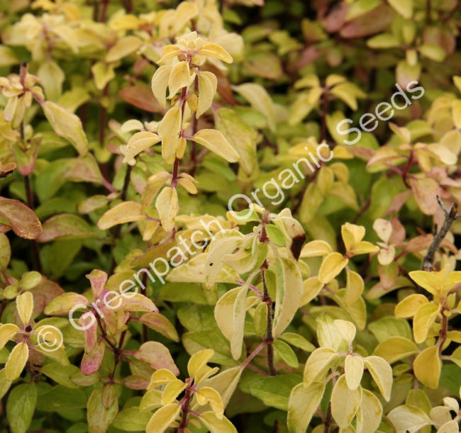 Oregano - Golden Plant