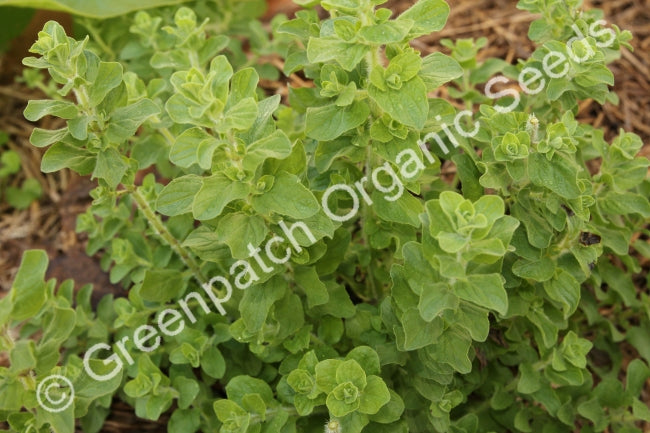 Oregano - Greek Plant