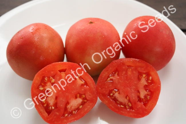 Tomato - Oxheart Pink Plants
