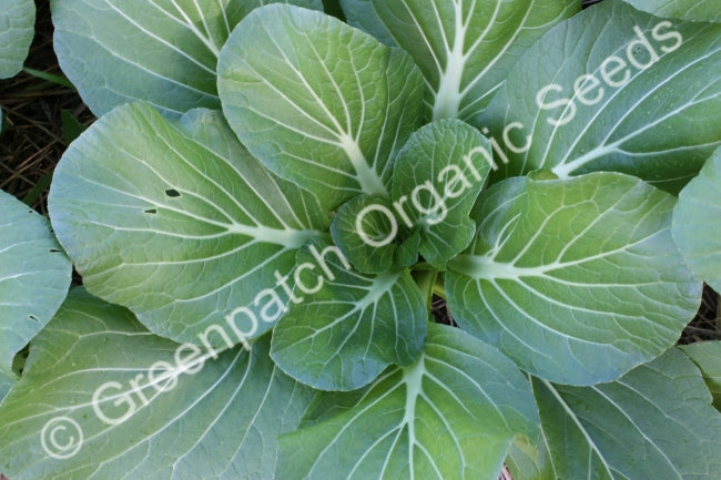 Pak Choi Seed