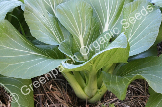 Pak Choi