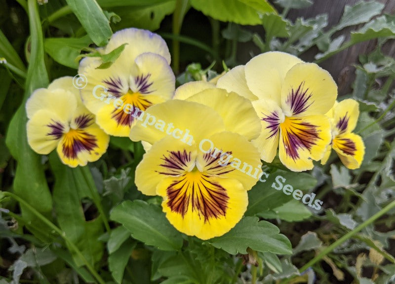 Pansy - Swiss Giant Mix