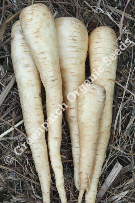Parsnip Seed