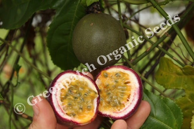 Passionfruit - Black Plant