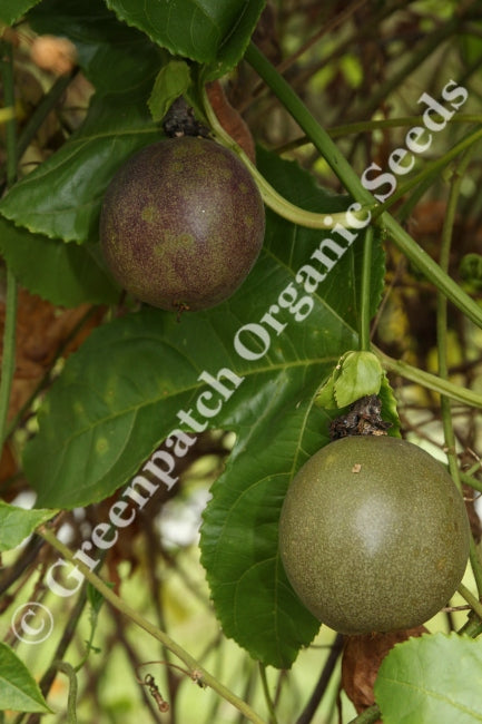 Passionfruit - Black Plant