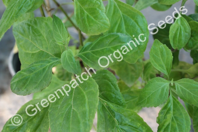 Patchouli - Malayan Plant