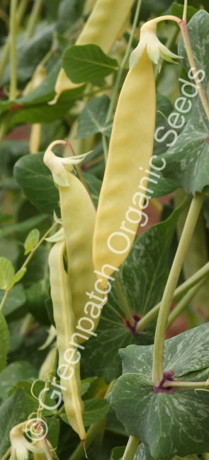 Pea - Golden Podded