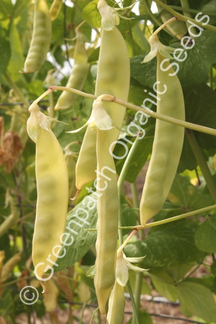 Pea - Golden Podded