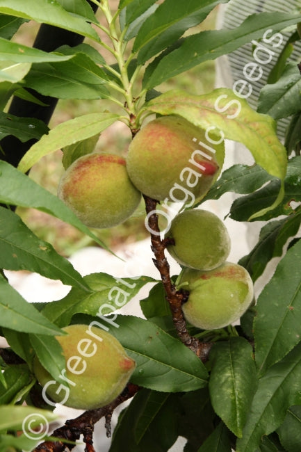 Peach - Dwarf Plant