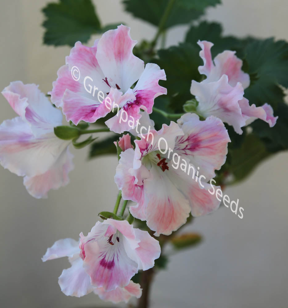 Pelargonium - Yarabee Jayne