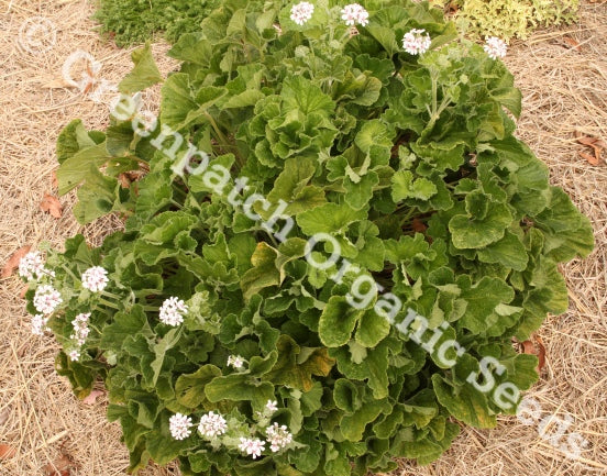 Pelargonium Australe