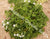 Pelargonium Australe