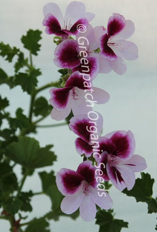 Pelargonium - Angel Highton Orissa