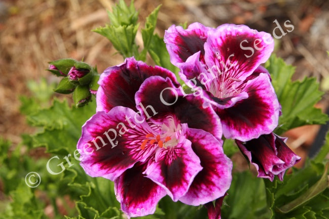 Pelagoniums & Fancy Leaf Geraniums